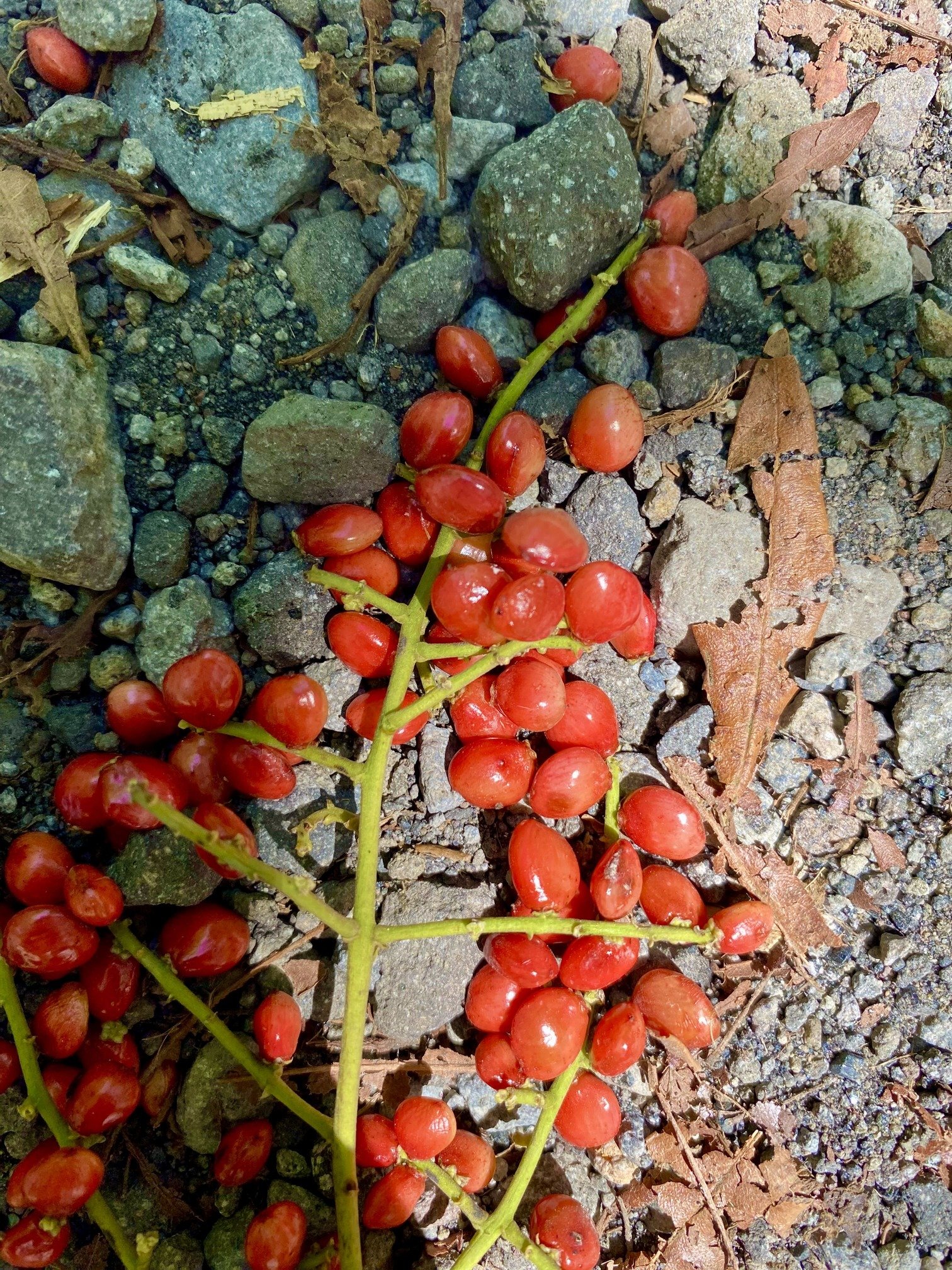 Baños de Bosque 4