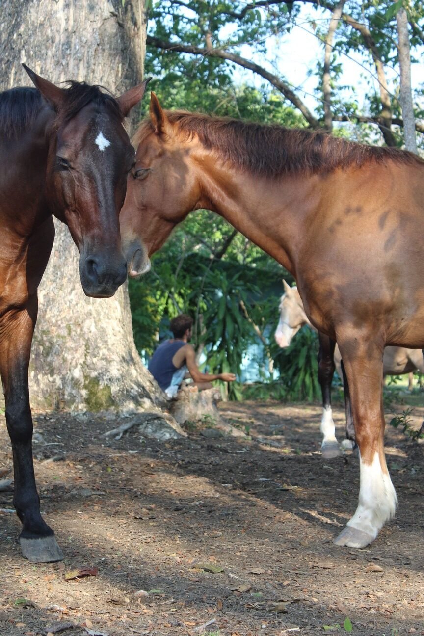 Happy Horses 2