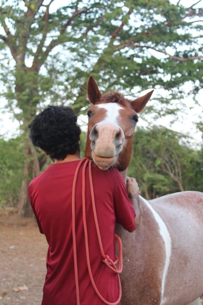 Happy Horses 7